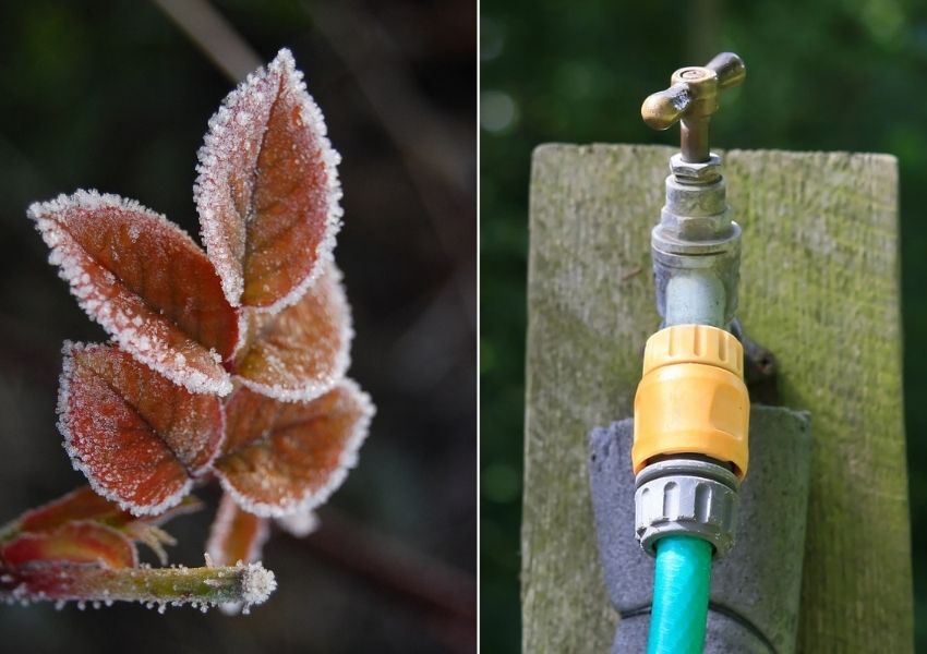entretien avant le gel au jardin d’hiver