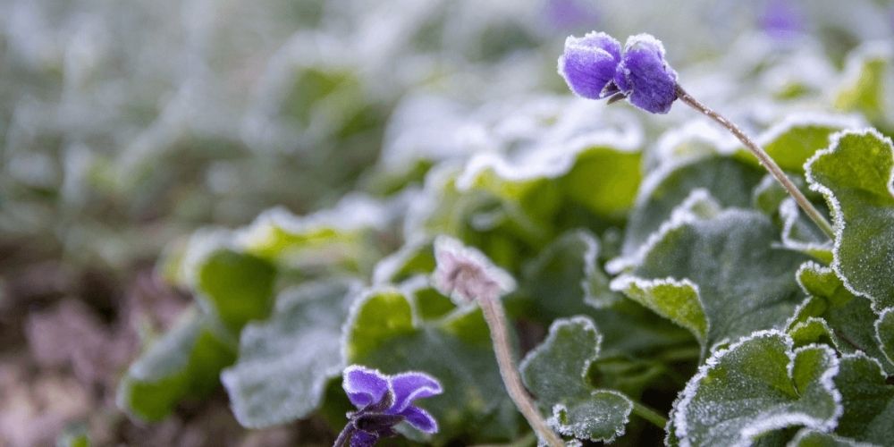 jardin d’hiver gelé