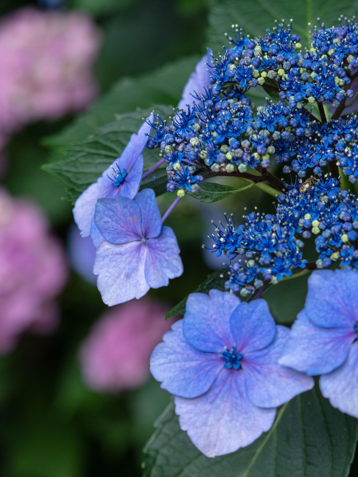 HYDRANGEA SERRATA BLEU