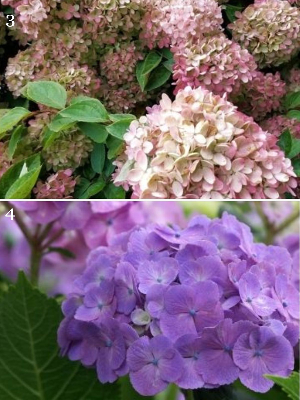 hydrangea Paniculata et hydrangea Macrophylla