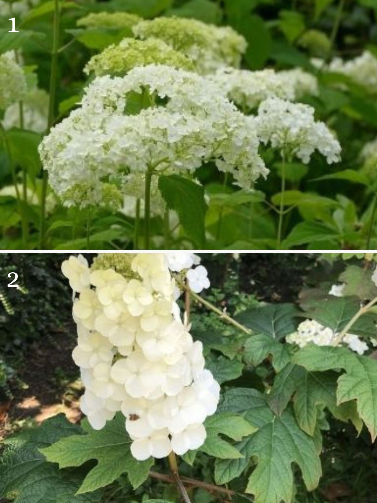 L’hydrangea Annabelle et hydrangea Quercifolia