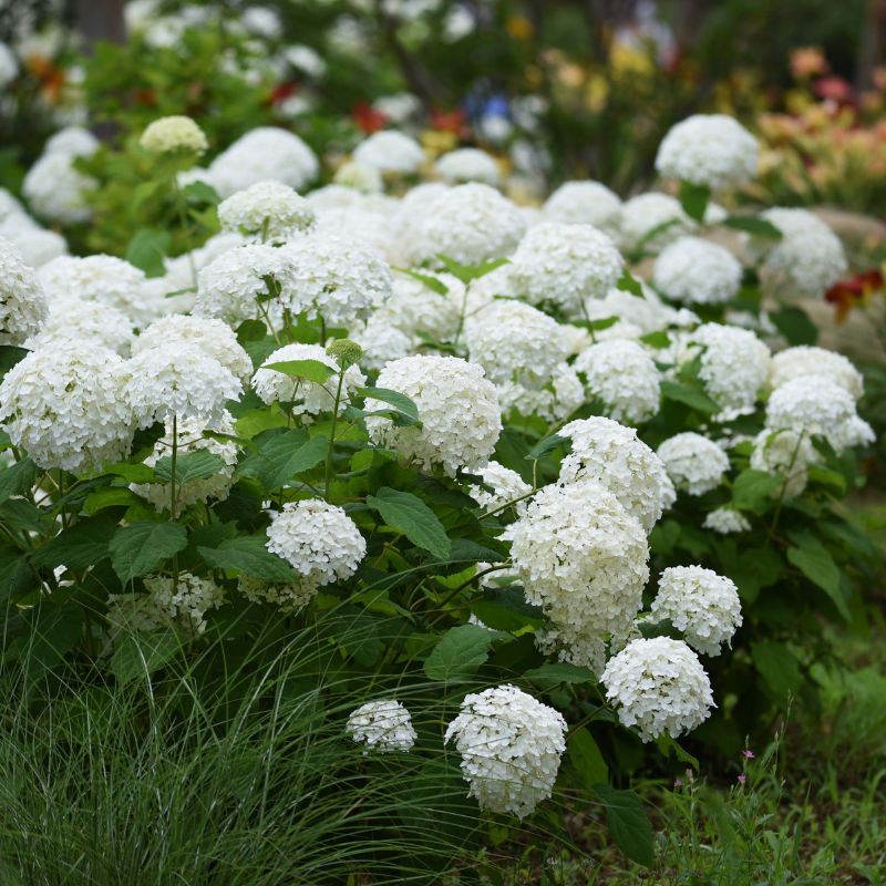 Hydrangea Annabelle