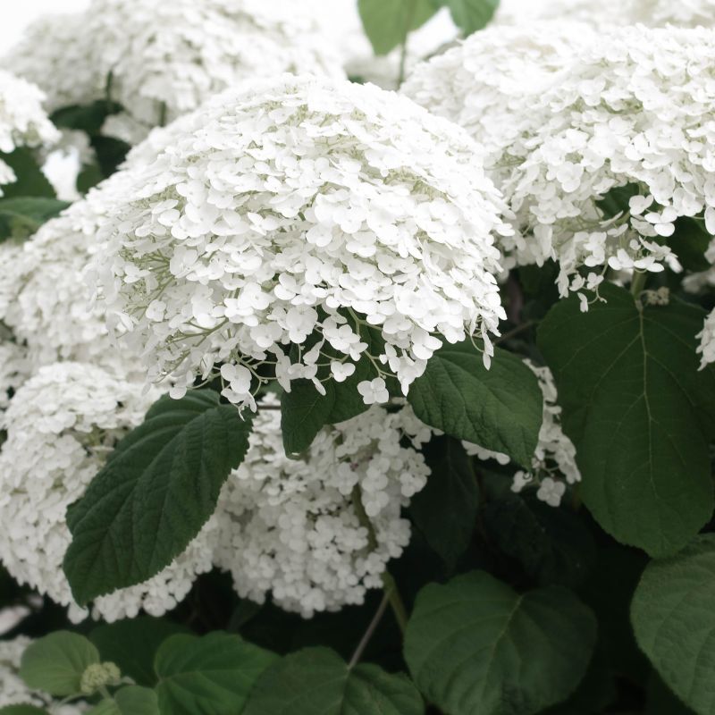 hydrangea annabelle