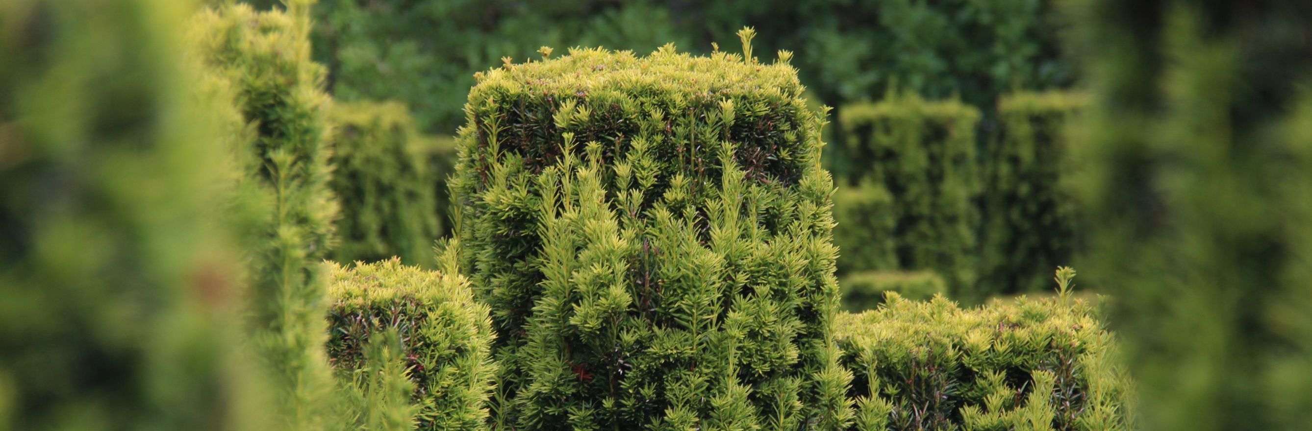 if structuré dans le jardin