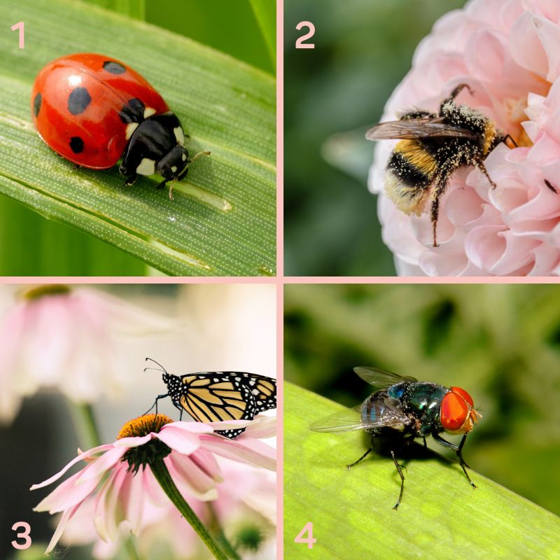 4 familles d'insectes