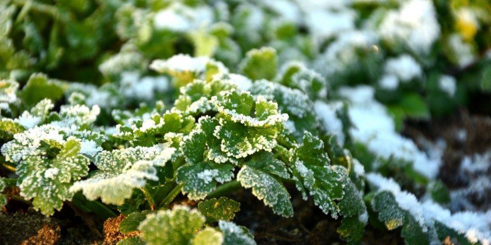 plante avec givre au jardin en janvier