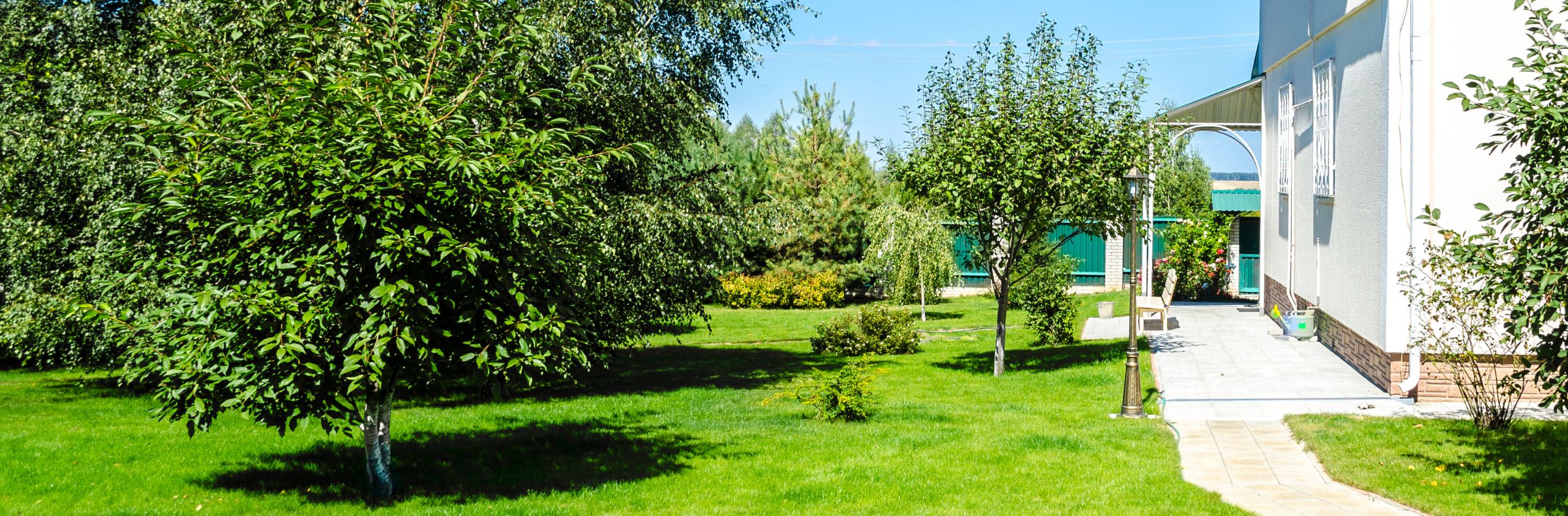 C'est la photo d'un jardin avec un arbre