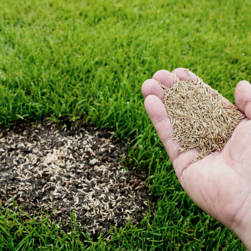 Comment semer un nouveau gazon ? - Mon jardin d'idées