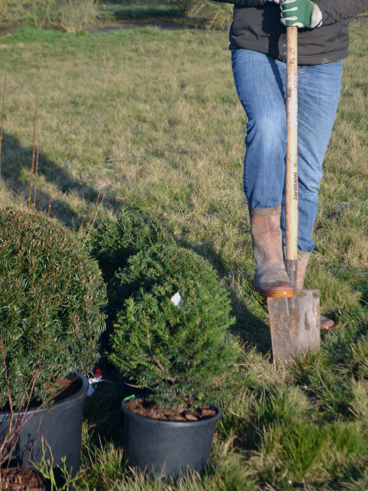 Planter au jardin en hiver