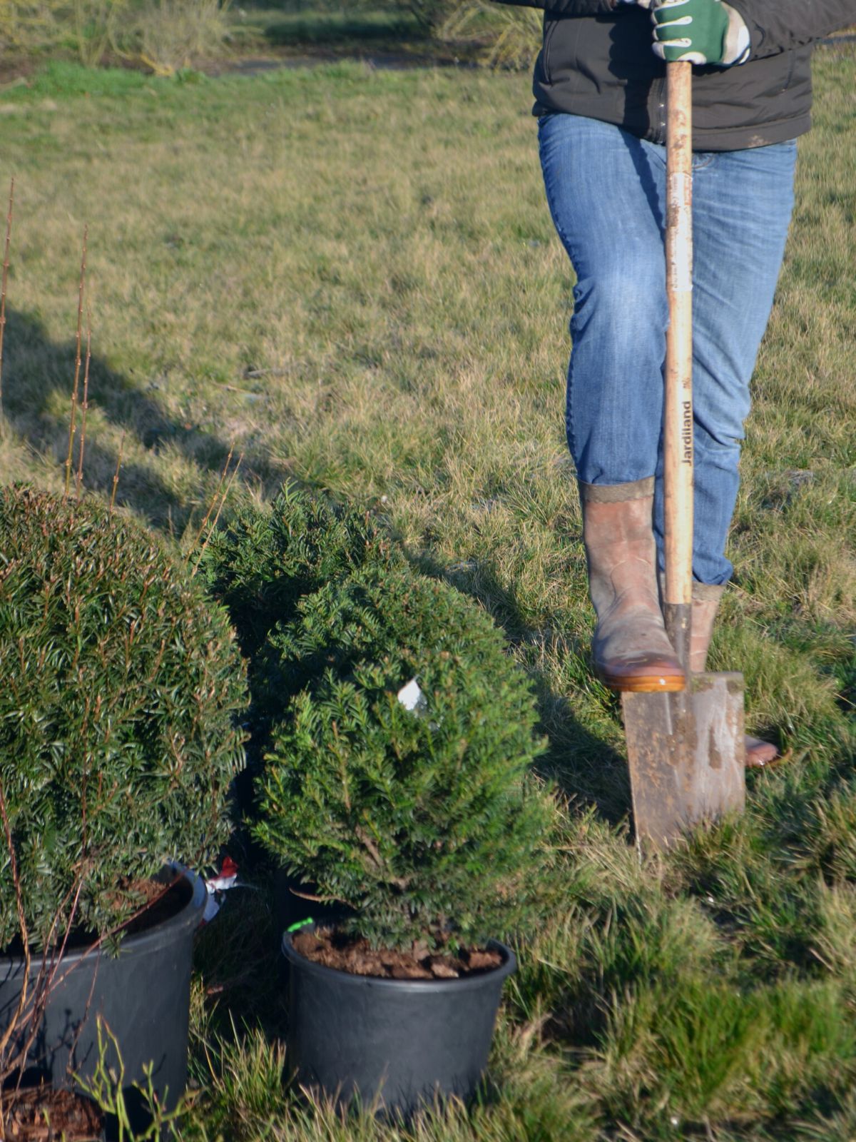 Planter au jardin en hiver