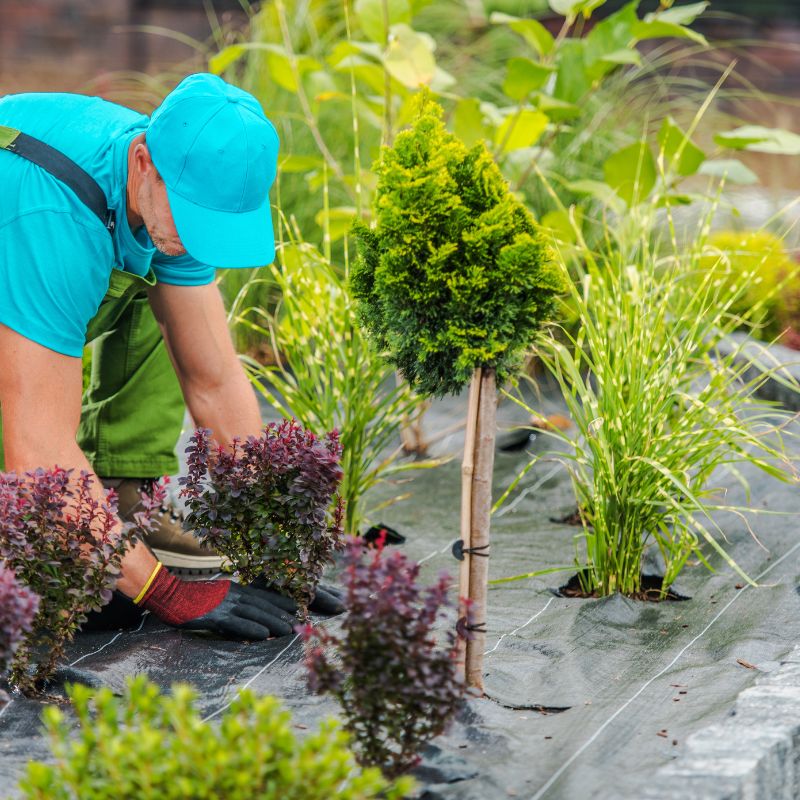 Biodegradable plastic mulch