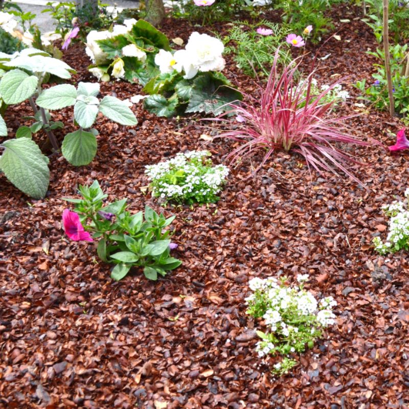 Mulch coques de cacao