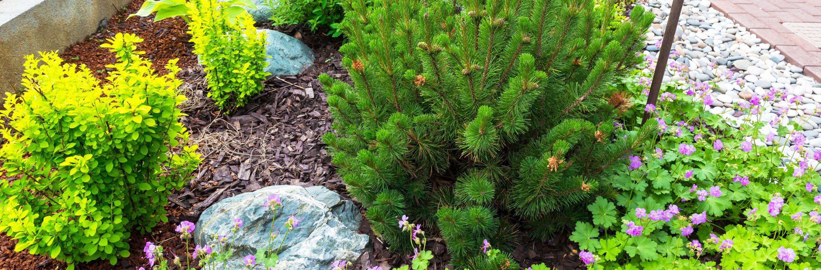 Different types of mulch in the garden