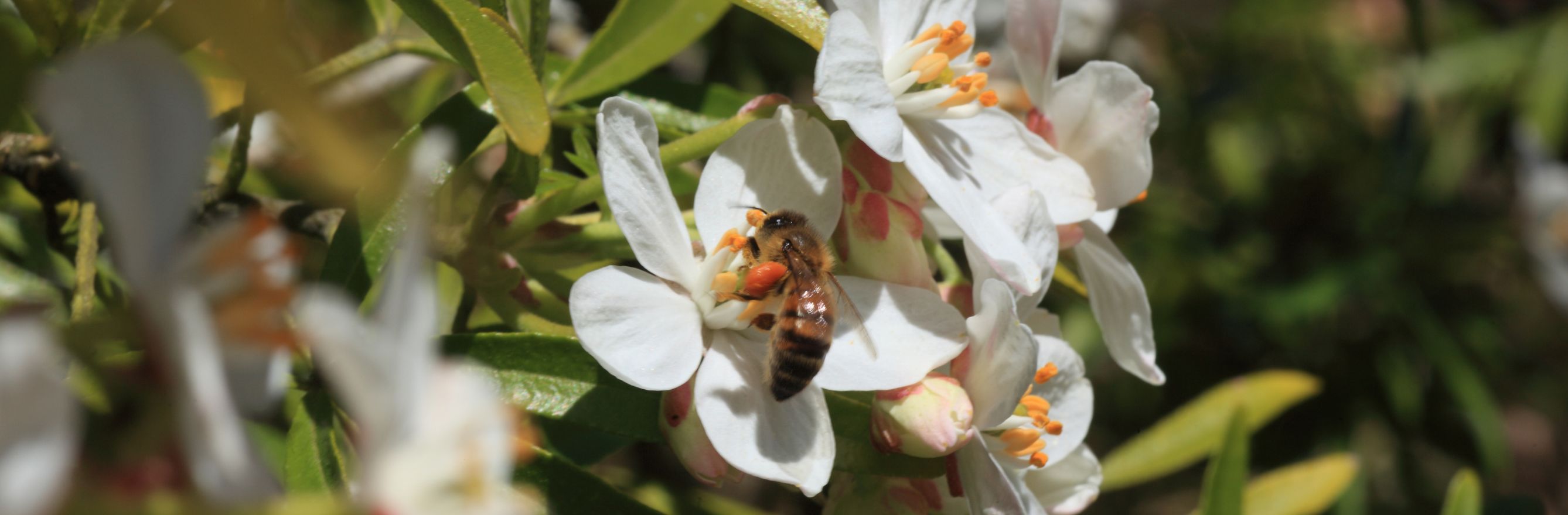 Oranger du Mexique avec abeille