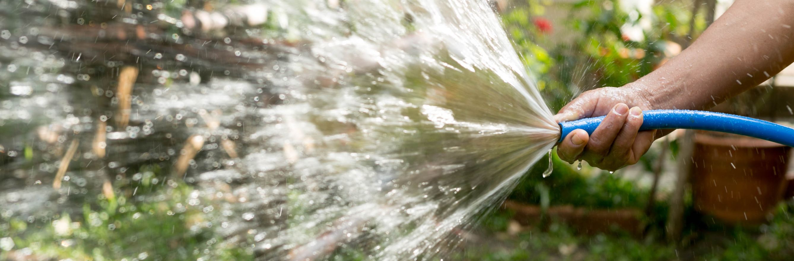 Watering the Mexican Orange Tree