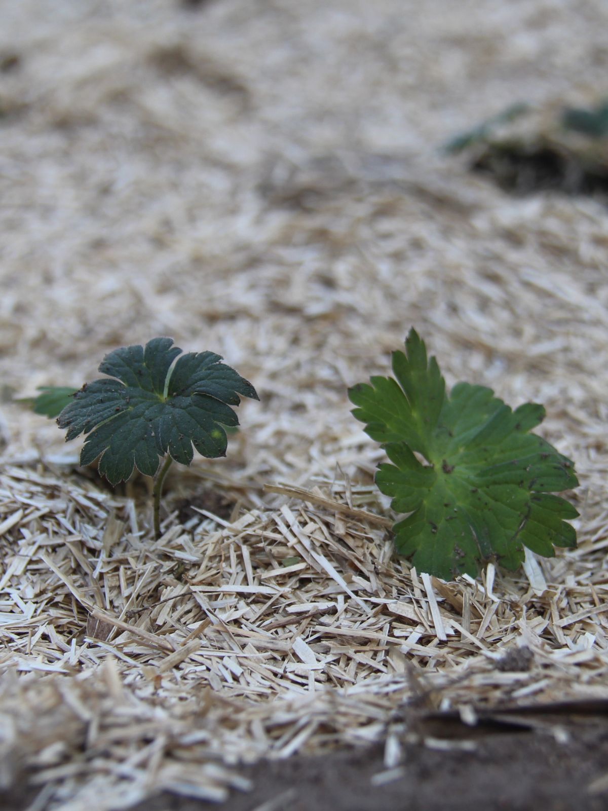 Flax mulch