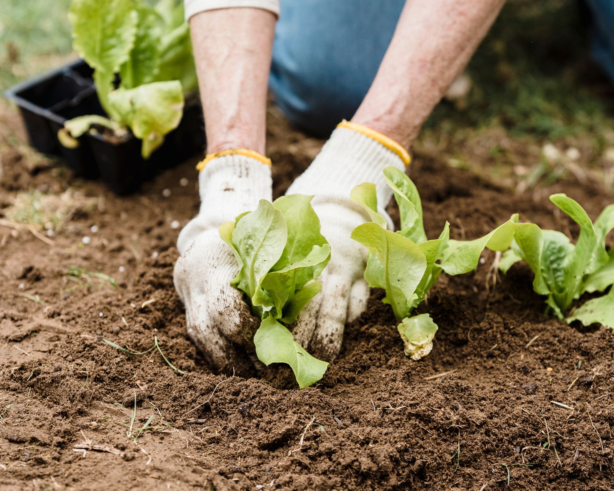 Potager et plantation