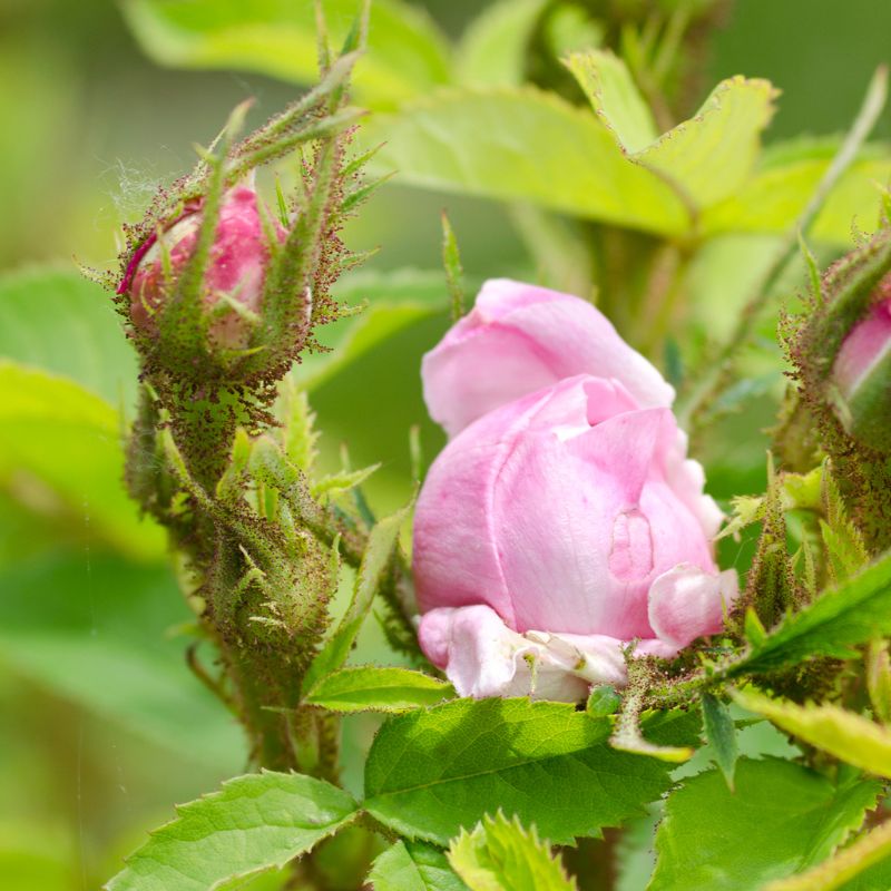 Araignées rouges sur rosiers