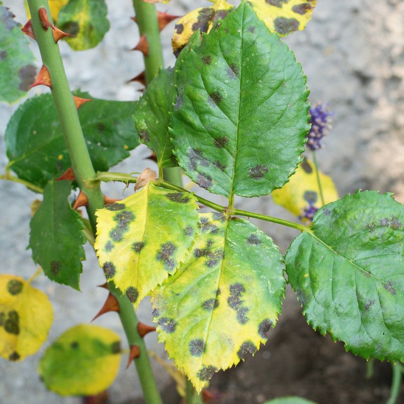 Insectes ravageurs, maladies et traitements des rosiers