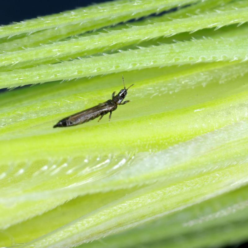 Thrips sur rosier