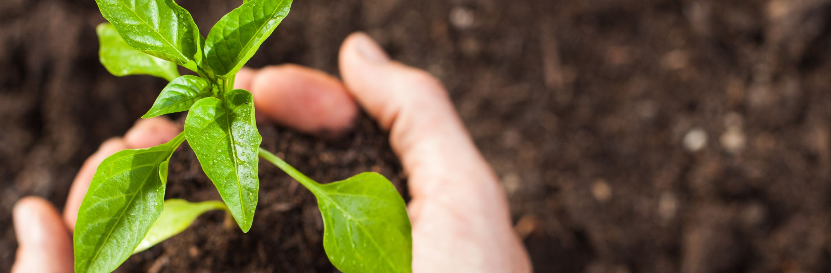 Jeune plante en terre