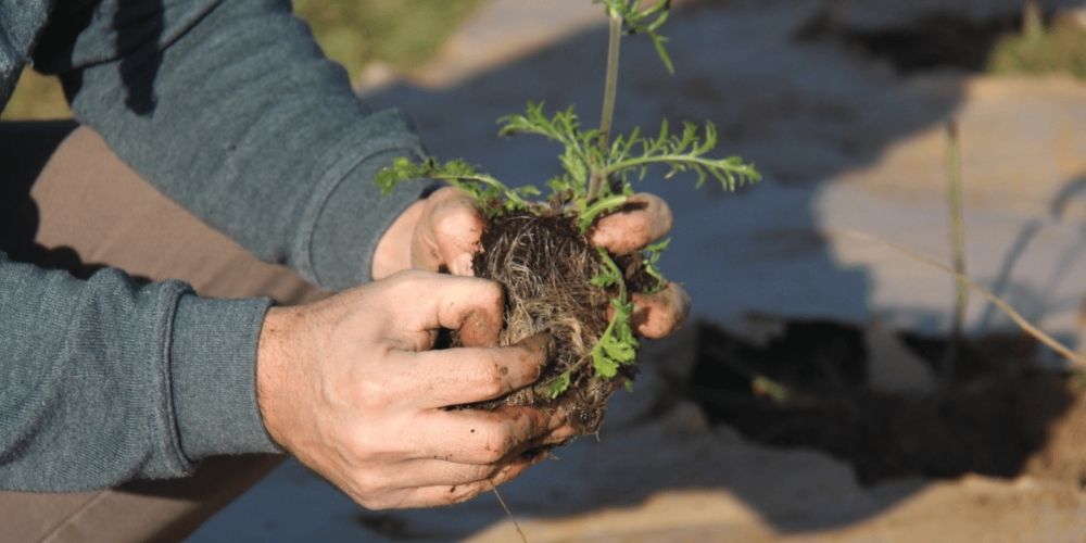 plantation d’un jardin pas cher