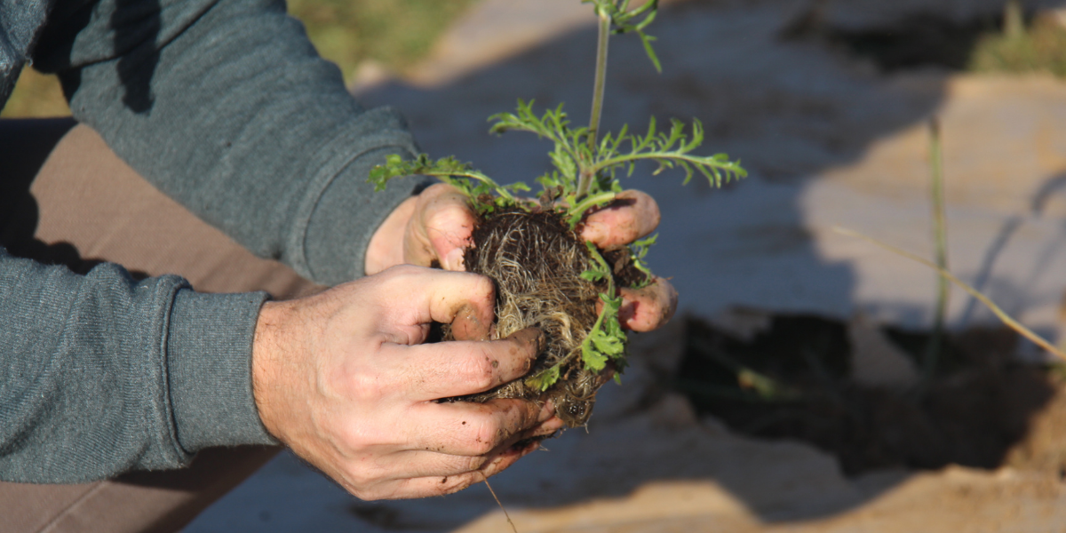 Comment créer un beau jardin pas cher