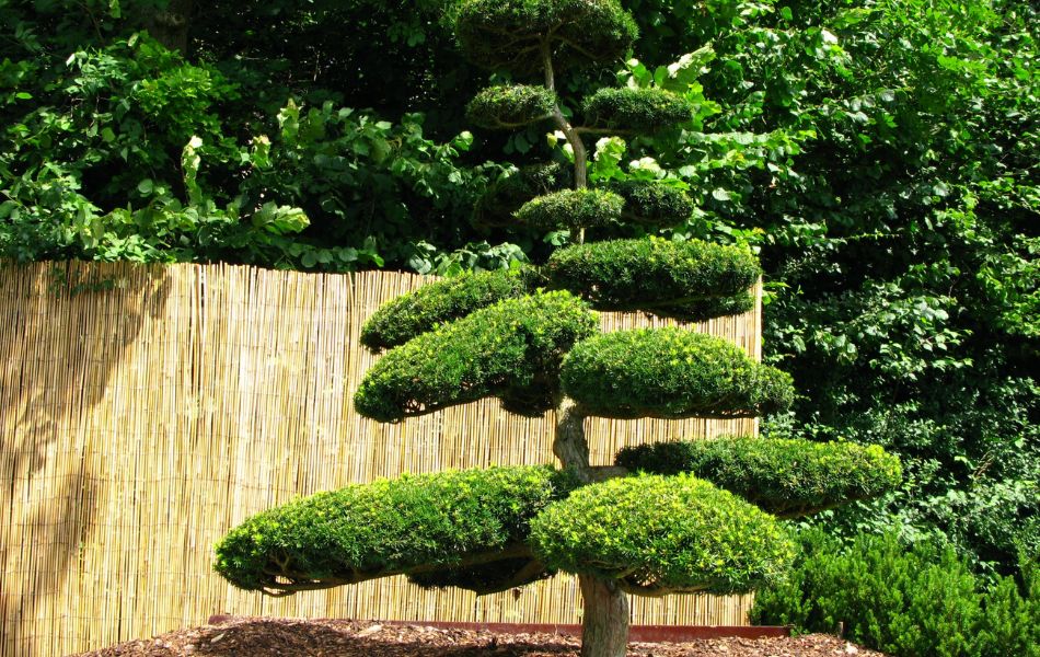 magnifique if en nuage dans un jardin à la française.