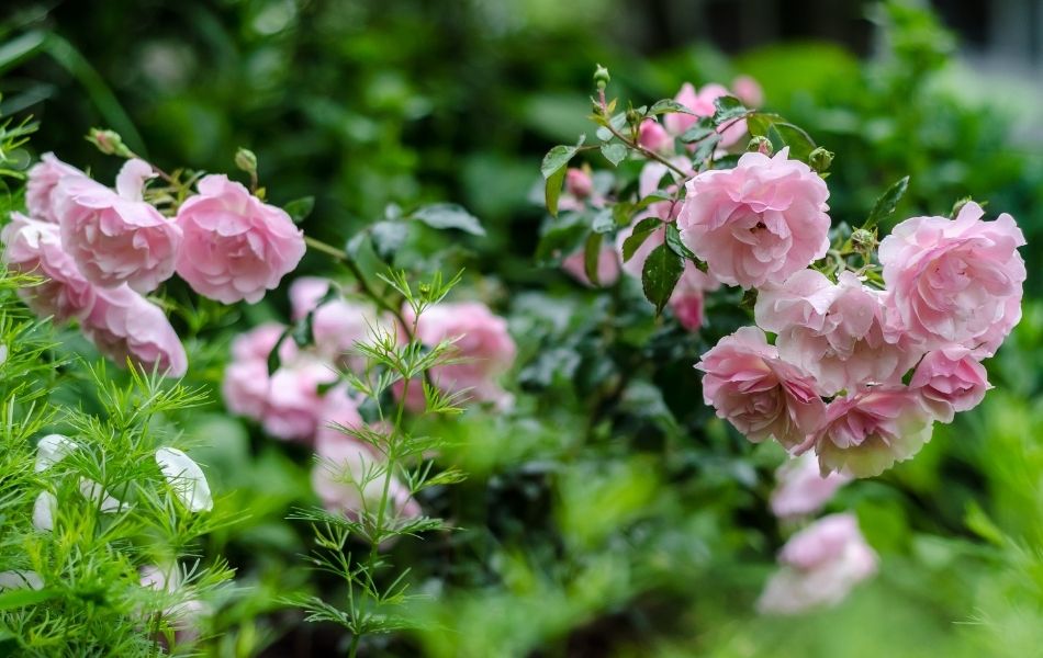 fleurs roses pour le jardin anglais