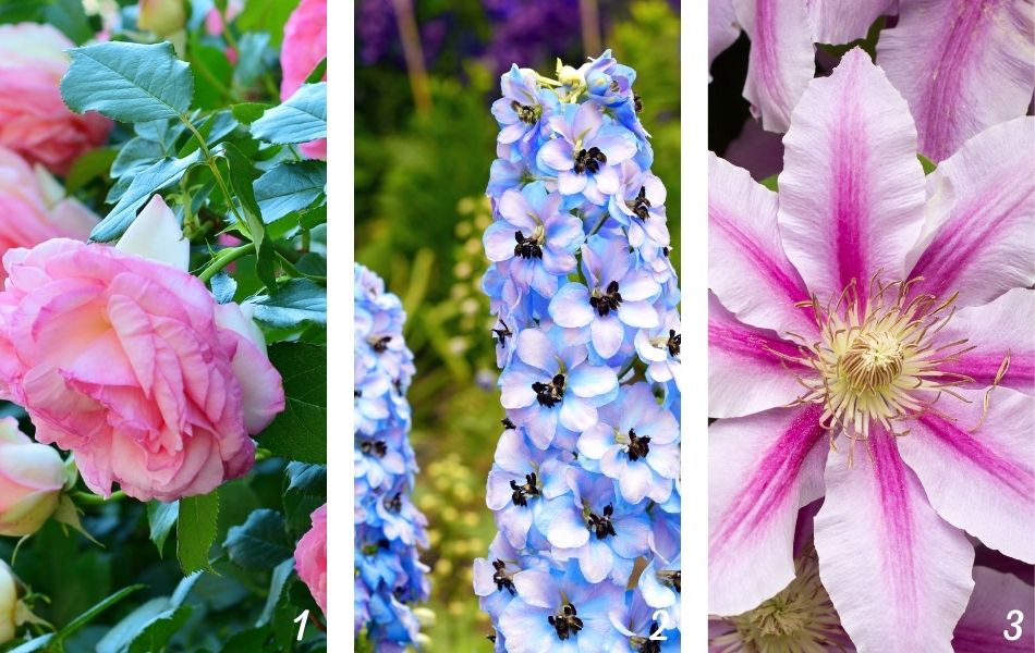 Plantes du jardin anglais : Rose, delphiniums et clématite rose pour un jardin anglais