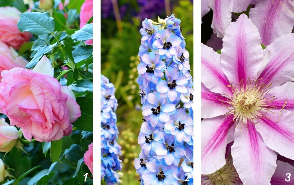 Plantes du jardin anglais : Rose, delphiniums et clématite rose pour un jardin anglais