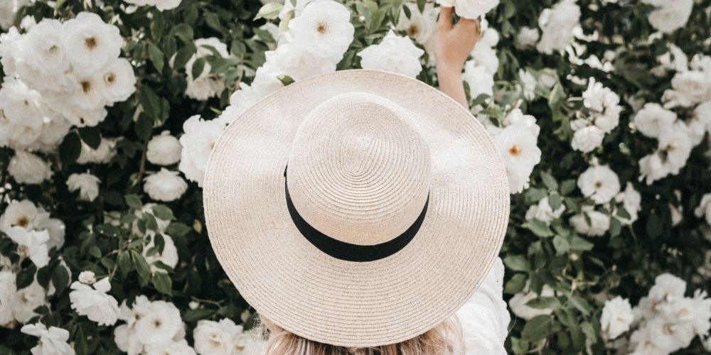 Magnfique rosier blanc dans un jardin blanc