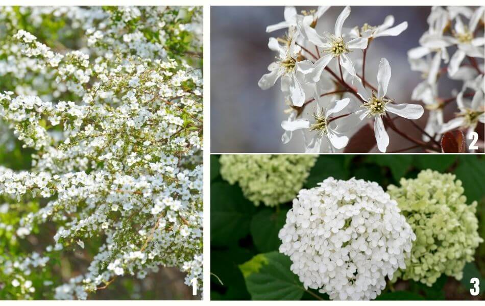 rose blanche Inocencia, viburnum plicatum et persicaria blanc pour un jardin blanc