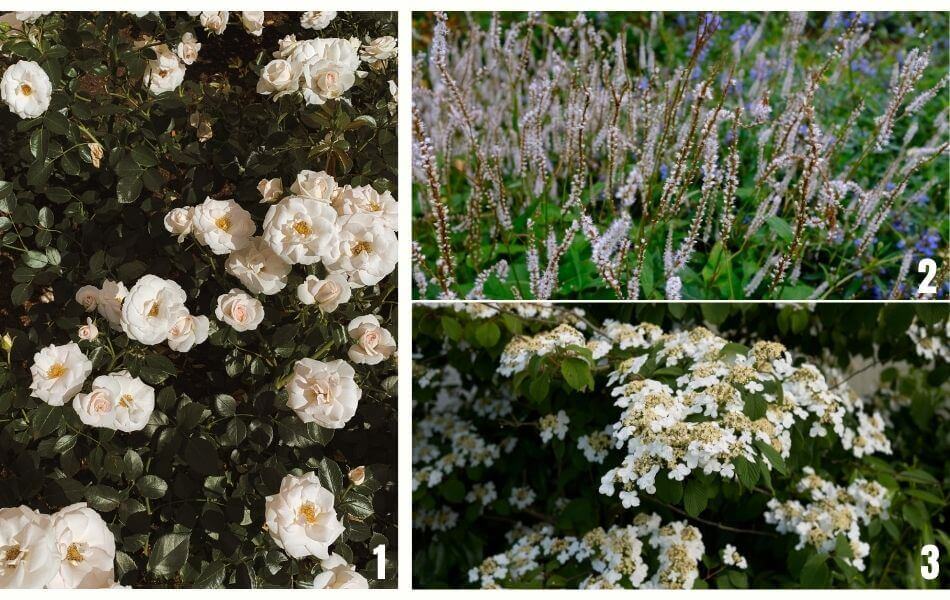 rose blanche Inocencia, viburnum plicatum et persicaria blanc pour un jardin blanc