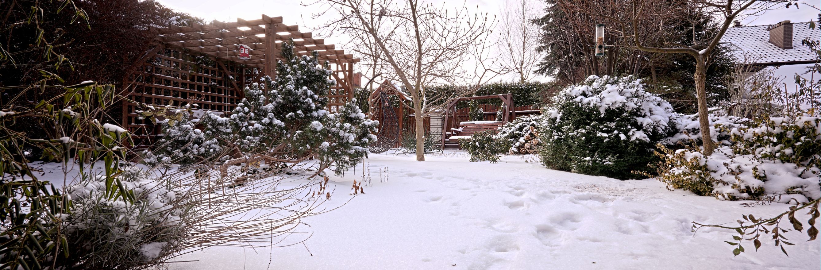 jardin d’hiver gelé