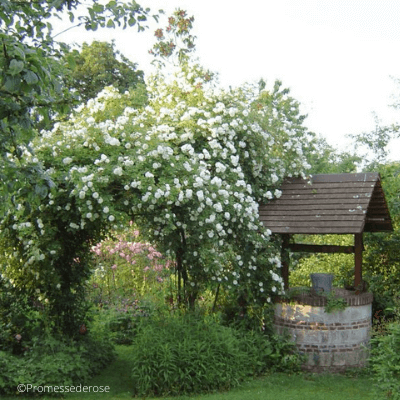 Jardin des lianes