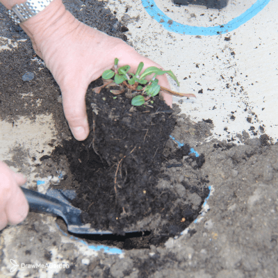 plantation pour un jardin durable