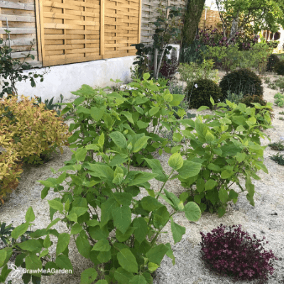 végétaux pour un jardin durable