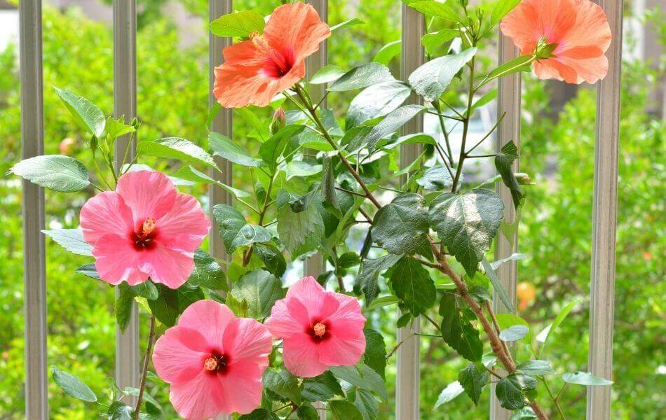 magnifique fleurs d’hibiscus au jardin planter en mars