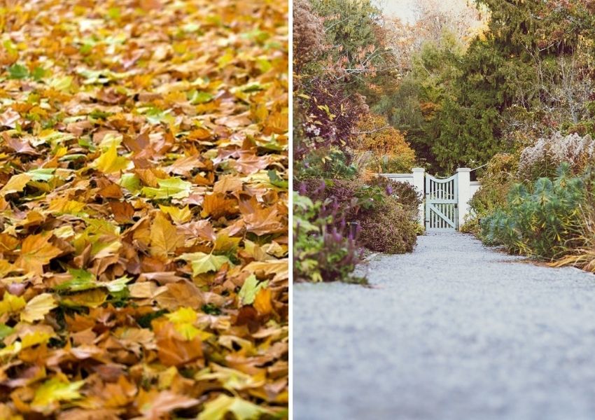 entretien et nettoyage du jardin en janvier