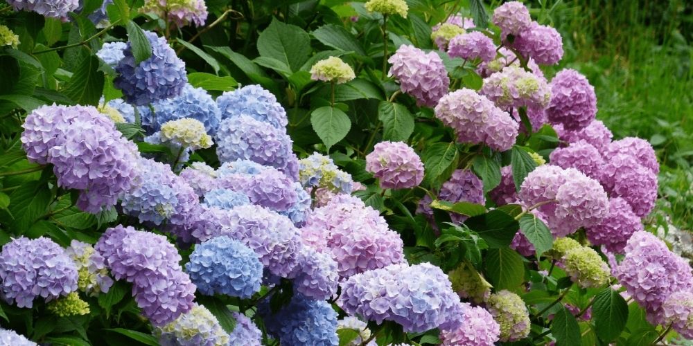 massif d’hydrangeas hortensia macrophylla roses et bleus au jardin