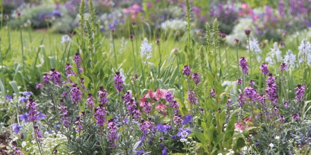 jardin fleuri méditerranéen