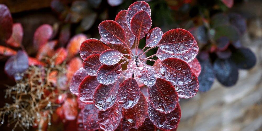 plante avec gouttes d’eau au jardin en novembre