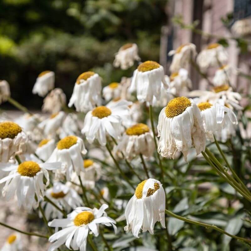 fleur de jardin fanée par la chaleur