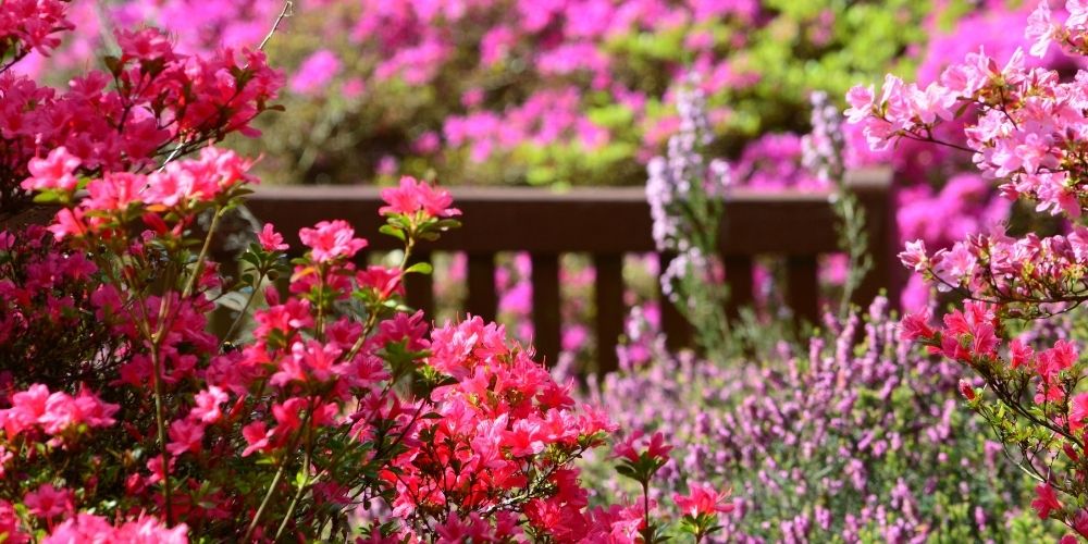 jardin avec des fleurs roses