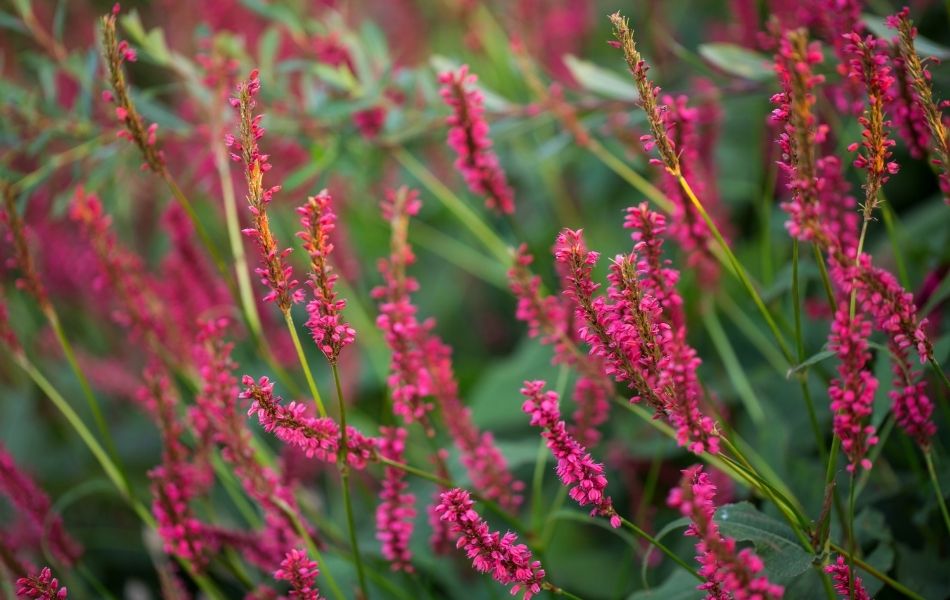 jardin fleurs roses : persicaria amplexicaulis