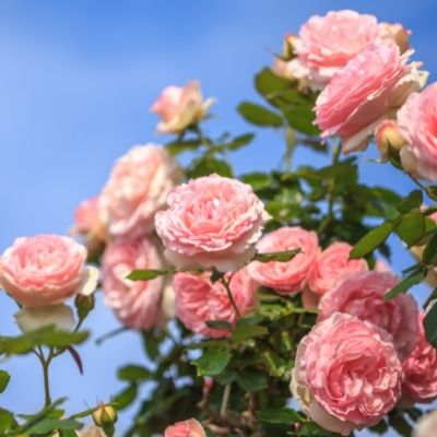 Période pour tailler les rosiers