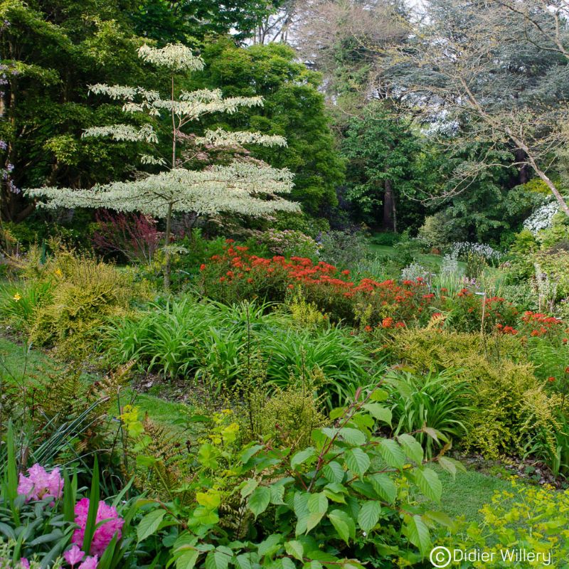 Qu'est-ce qu'un jardin sauvage ? Illustration d'un jardin sauvage