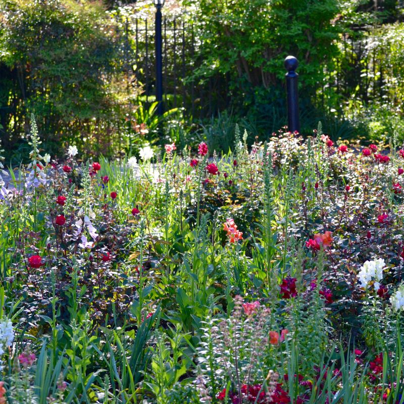 photo d'un jardin sauvage