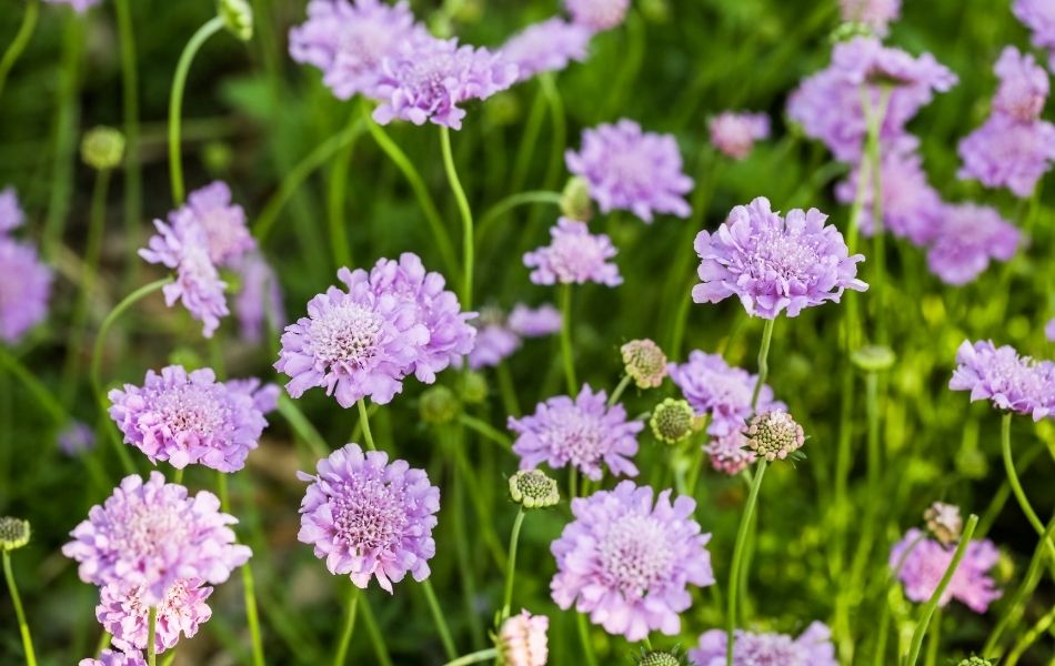 Scabieuse aux fleurs violettes pour un jardin violet